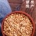 柏子仁柏子仁新货侧柏子无硫大货泡水精选柏批发零售假一赔十