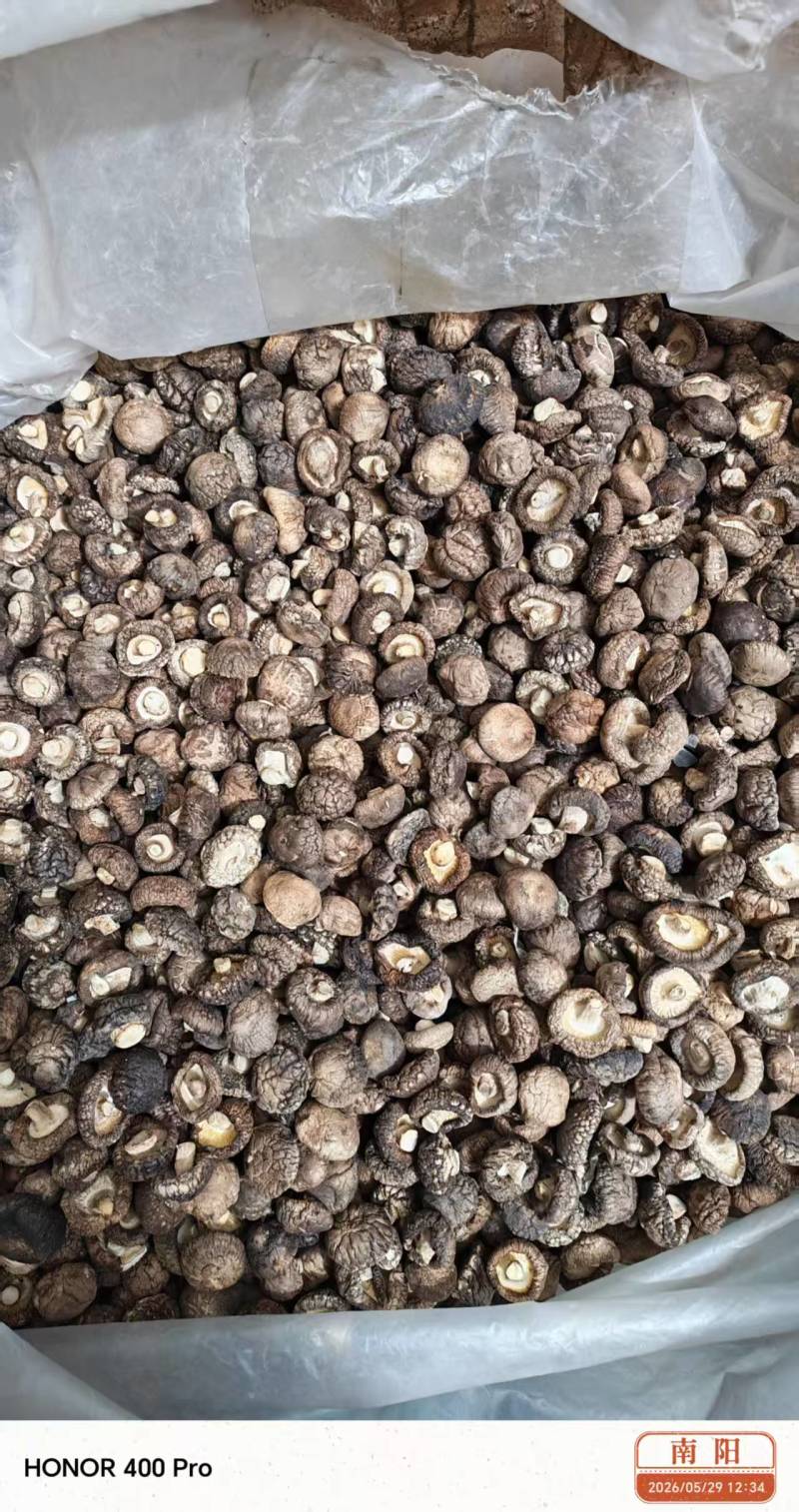 精品干香菇光面菇一手货源全国发货可视频看货