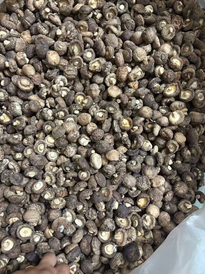 精品干香菇光面菇一手货源全国发货可视频看货