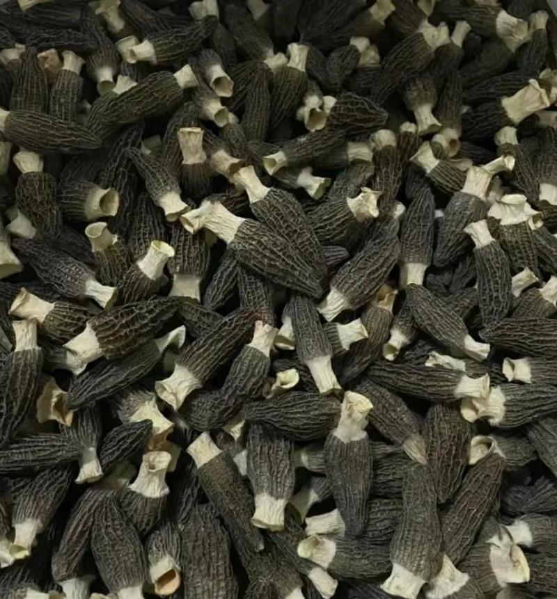 精品羊肚菌基地一手货源全国供应可视频看货保质量