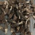 精品羊肚菌基地一手货源全国供应可视频看货保质量