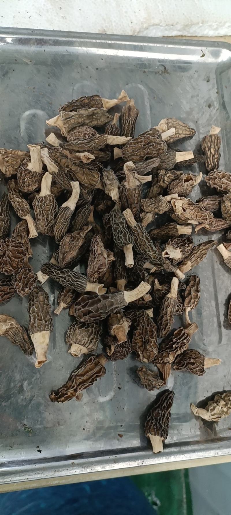 精品羊肚菌基地一手货源全国供应可视频看货保质量