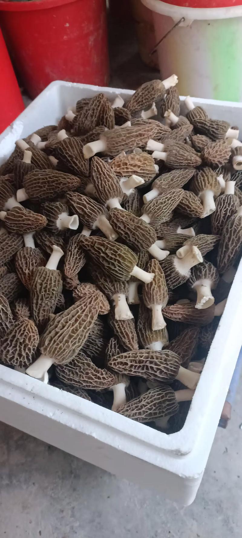 精品羊肚菌基地一手货源全国供应可视频看货保质量