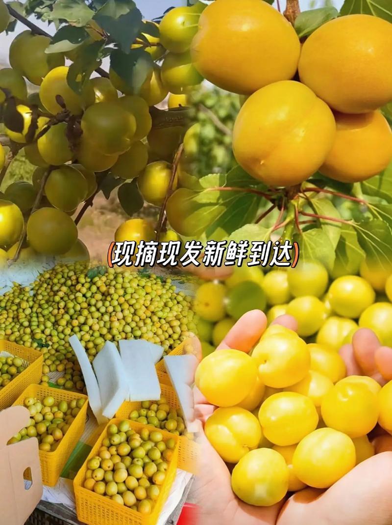 新疆小白杏产地直发一手货源对接电商市场商超可视频