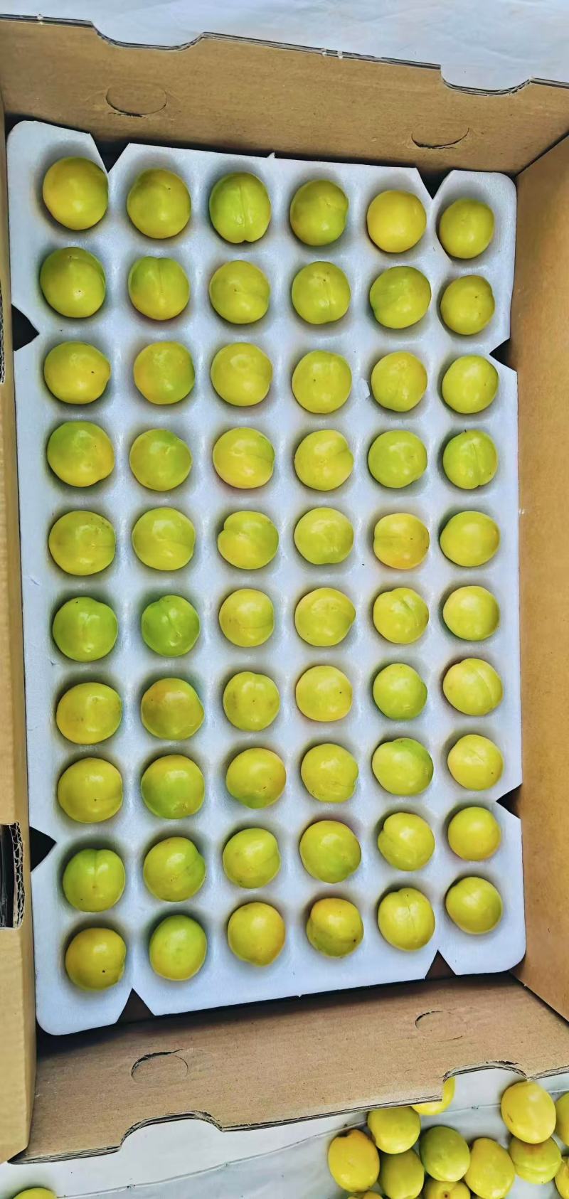 新疆小白杏产地直发一手货源对接电商市场商超可视频
