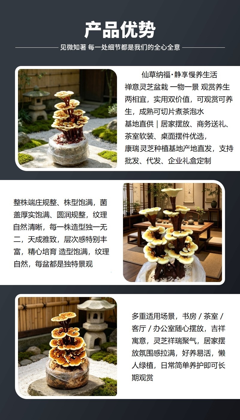 庭院室内通用灵芝盆景菌包造型美观兼具观赏与食用价值