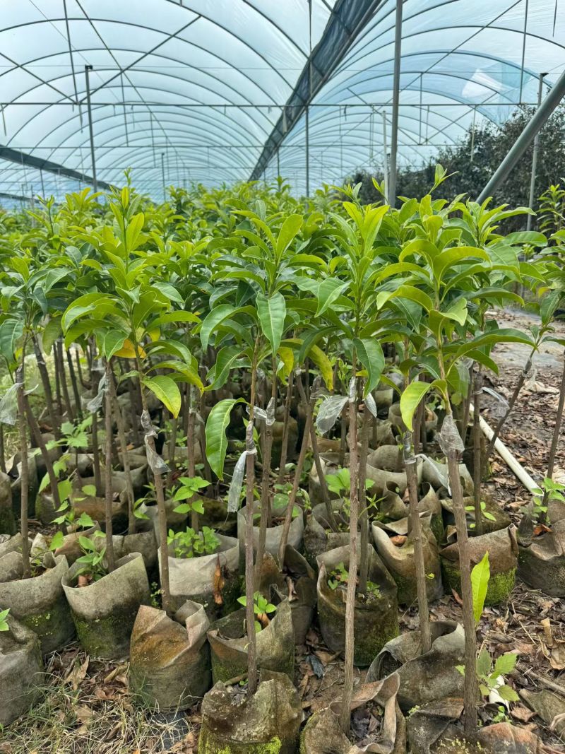 精选黄晶果苗广东苗圃直供质量保证全国发货欢迎订购