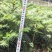 杉树苗大量供应产地直发成活率高免费技术指导欢迎来电