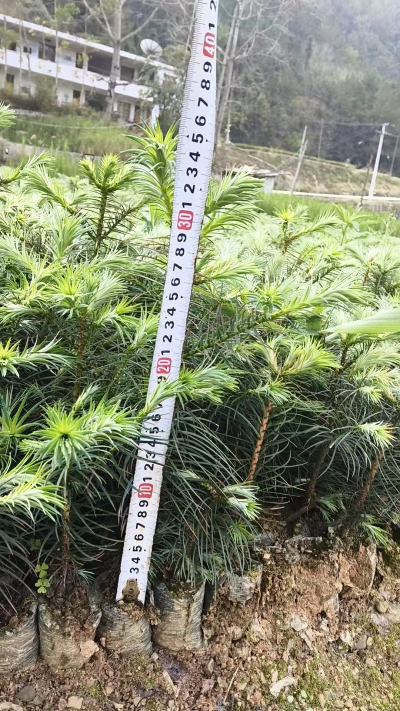 杉树苗大量供应产地直发成活率高免费技术指导欢迎来电