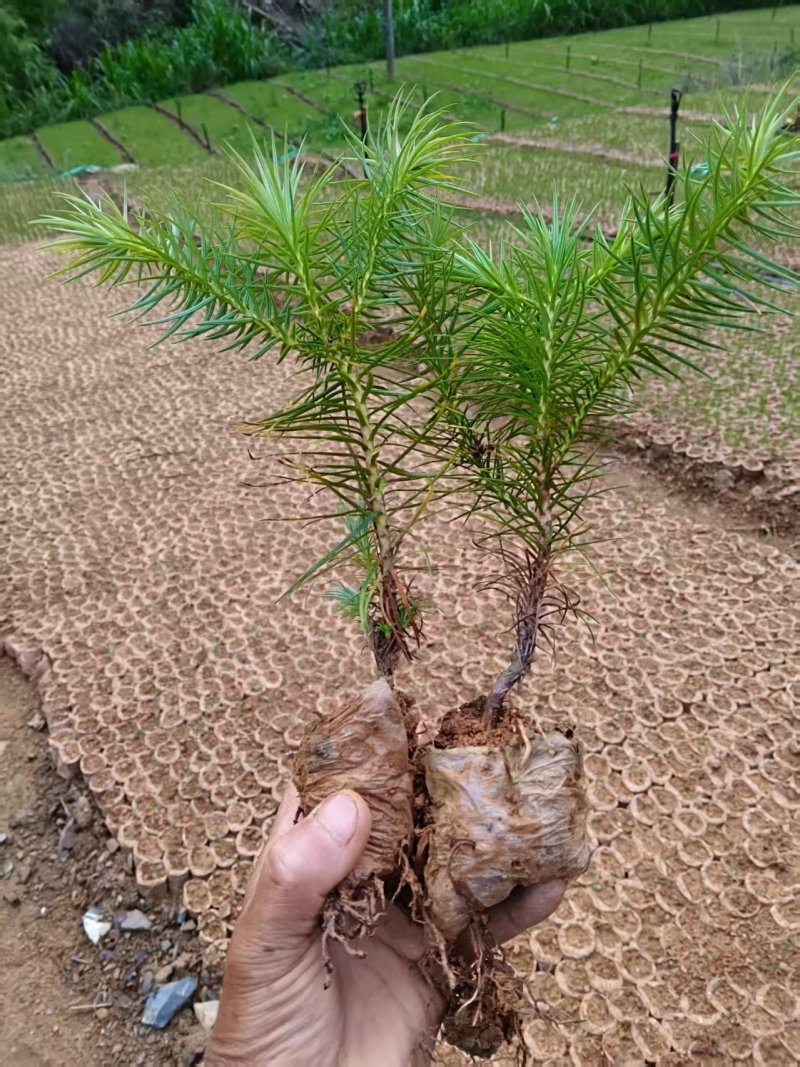 杉树苗大量供应产地直发成活率高免费技术指导欢迎来电