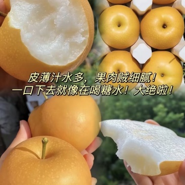 秋月梨精品梨🍐产地直发量大从优可视频看货对接全国客商