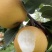 秋月梨精品梨🍐产地直发量大从优可视频看货对接全国客商