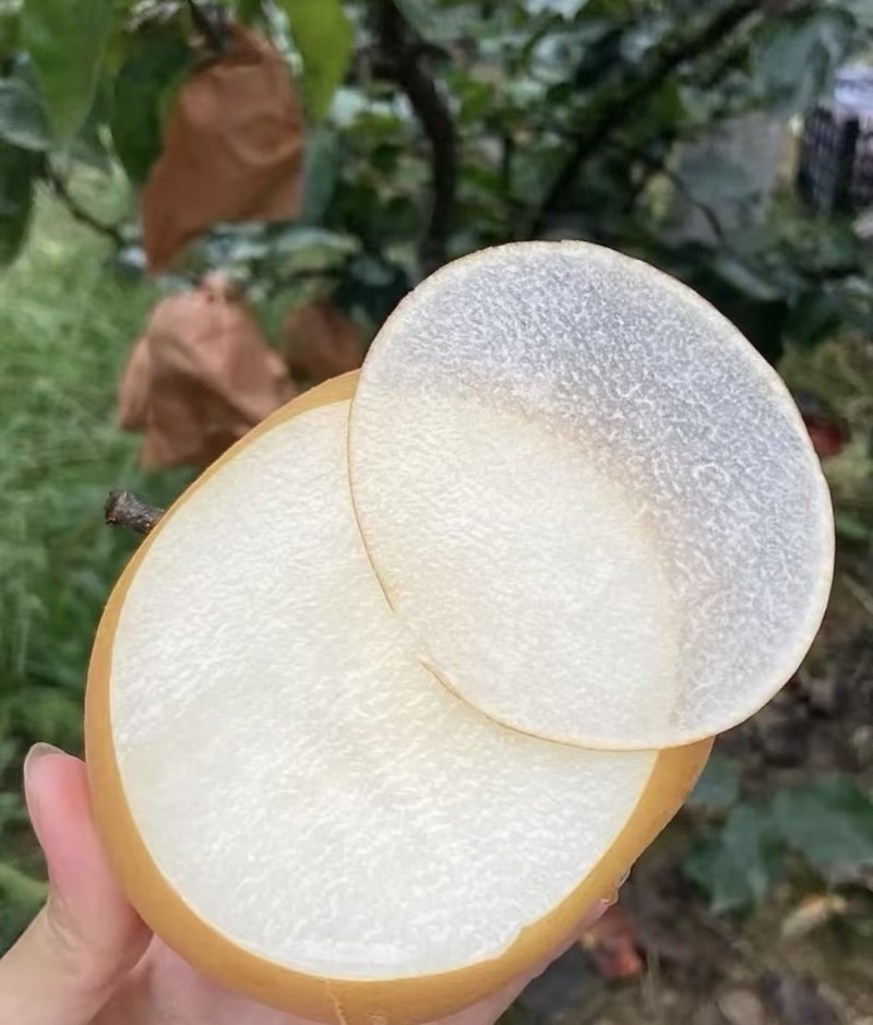 秋月梨精品梨🍐产地直发量大从优可视频看货对接全国客商