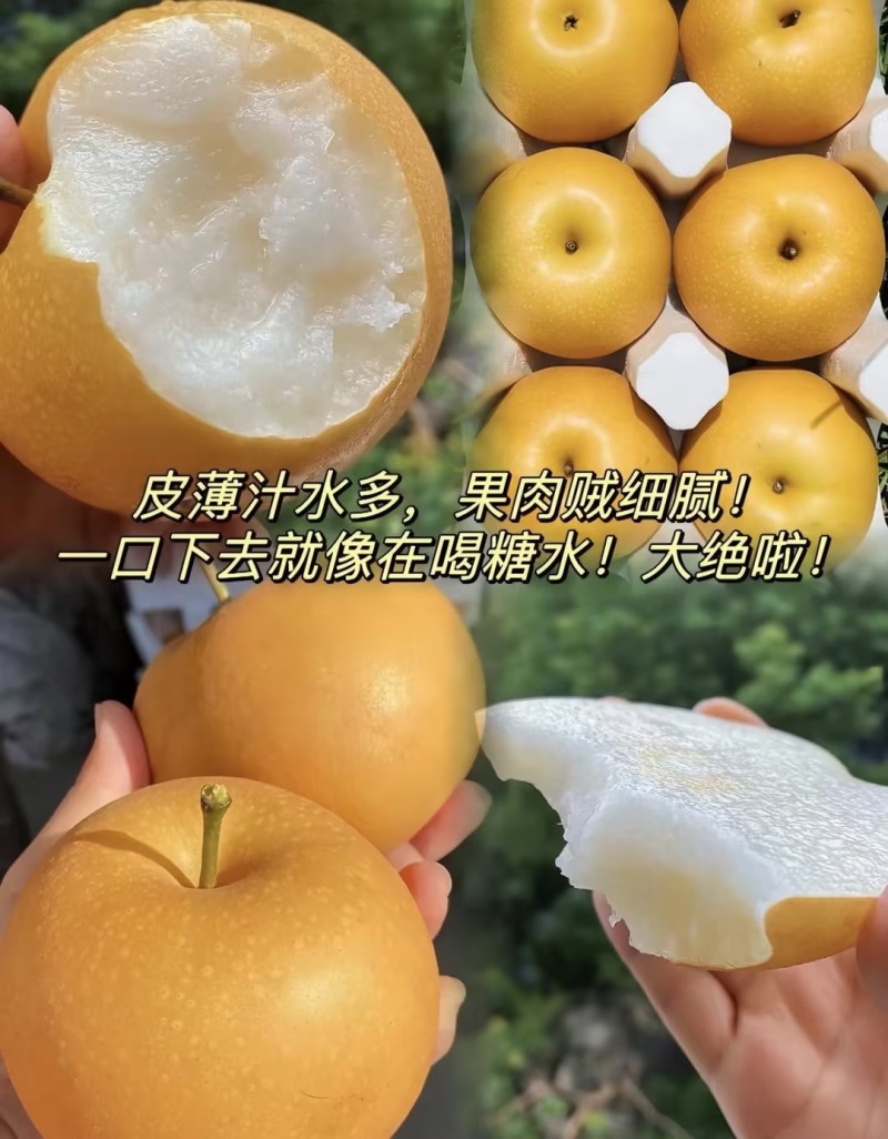 【实力推荐】秋月梨🍐自家种植品质保障可视频看货对接全国