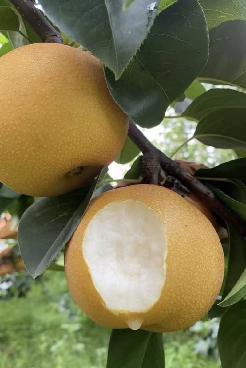 【实力推荐】秋月梨🍐自家种植品质保障可视频看货对接全国