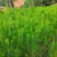 湿地松苗踩油松品质保证价格优惠欢迎咨询洽谈合作价优