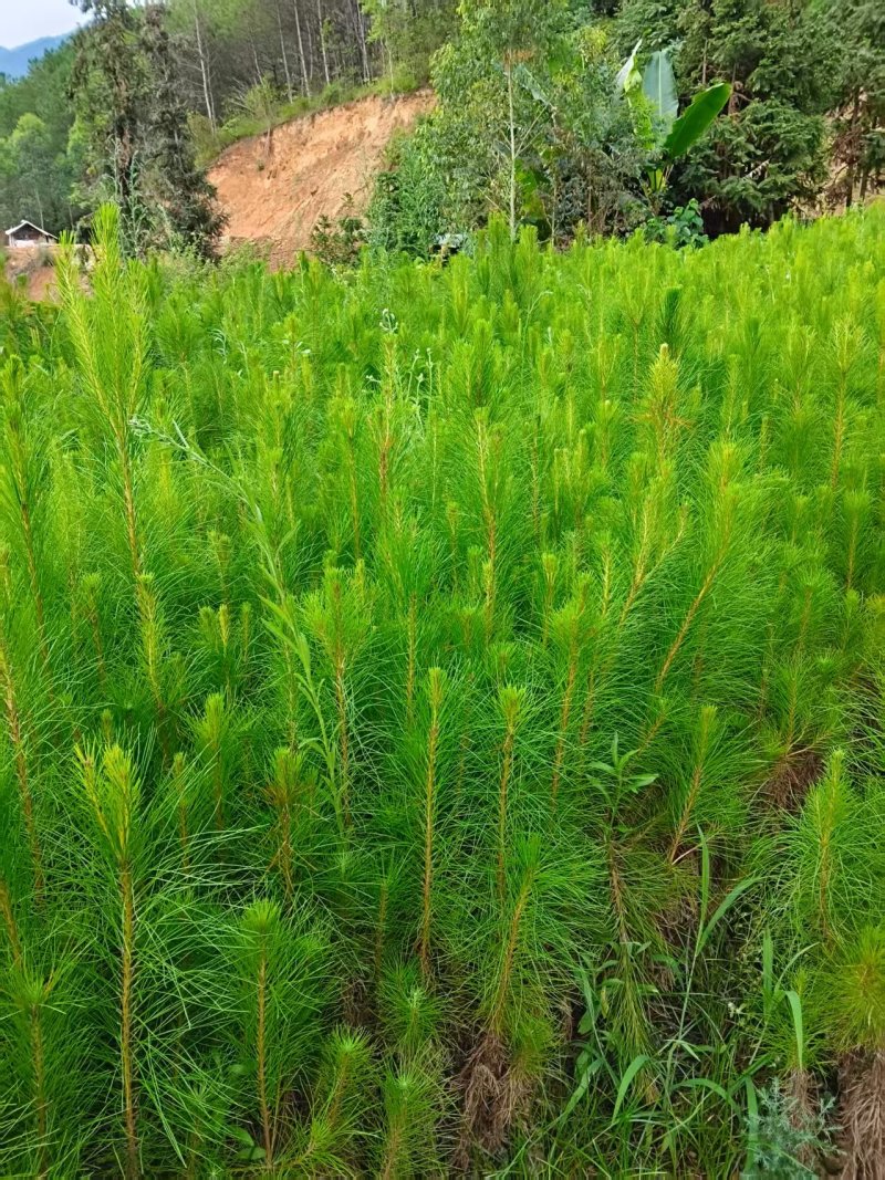 湿地松苗踩油松品质保证价格优惠欢迎咨询洽谈合作价优