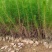 湿地松苗踩油松品质保证价格优惠欢迎咨询洽谈合作价优