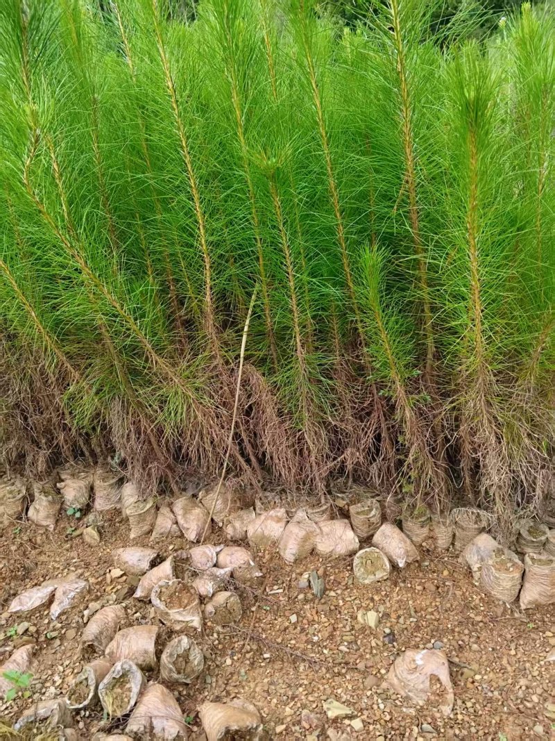 湿地松苗踩油松品质保证价格优惠欢迎咨询洽谈合作价优