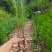湿地松苗踩油松品质保证价格优惠欢迎咨询洽谈合作价优