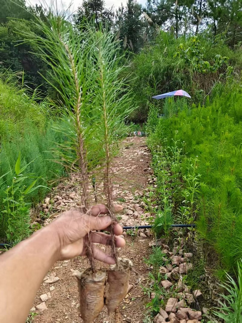 湿地松苗踩油松品质保证价格优惠欢迎咨询洽谈合作价优