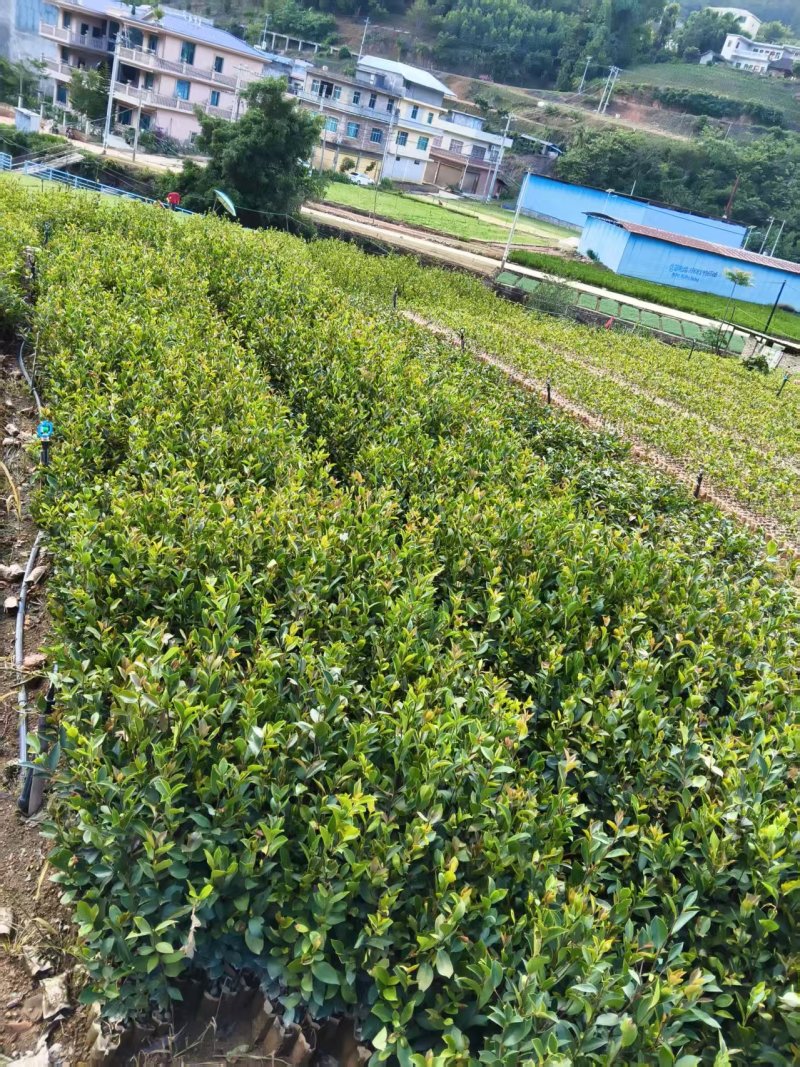 油茶苗成活率高品质保证欢迎来电洽谈合作诚信经营