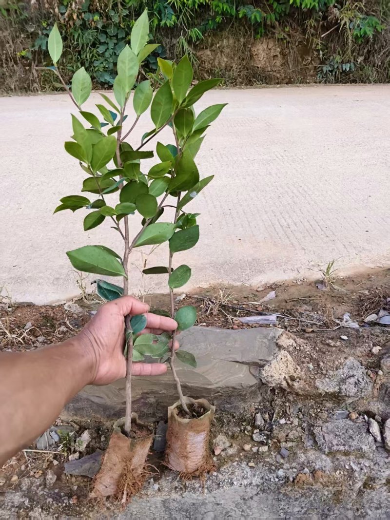 油茶苗成活率高品质保证欢迎来电洽谈合作诚信经营