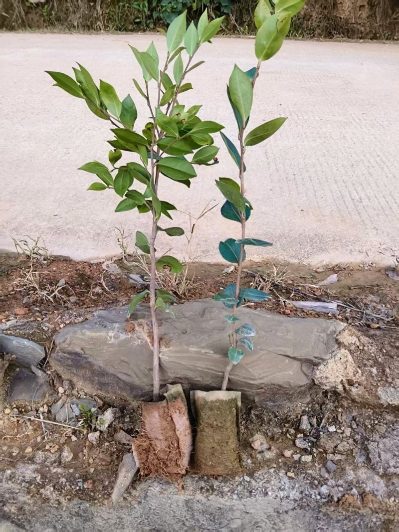 油茶苗成活率高品质保证欢迎来电洽谈合作诚信经营