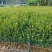 油茶苗成活率高品质保证欢迎来电洽谈合作诚信经营
