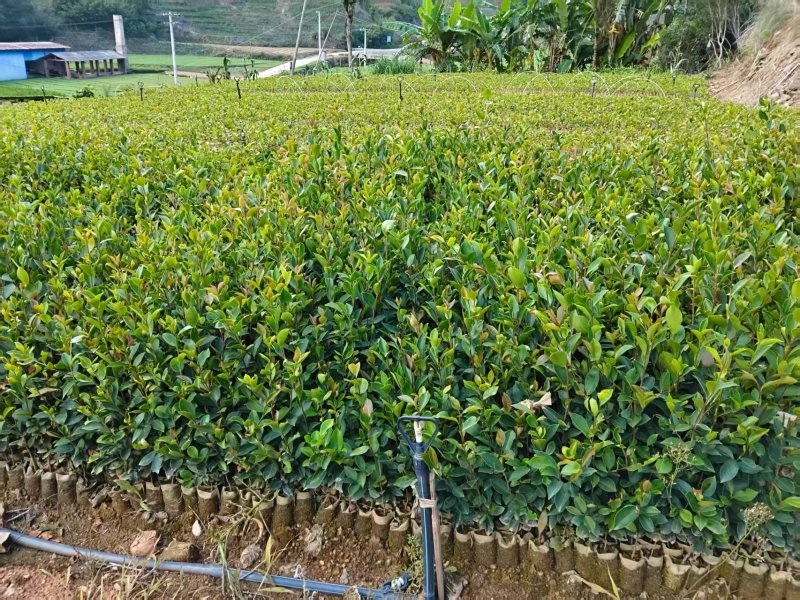油茶苗成活率高品质保证欢迎来电洽谈合作诚信经营