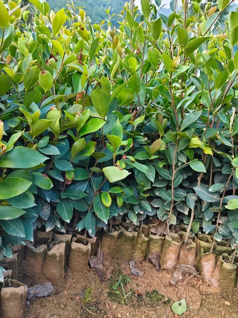 油茶苗成活率高品质保证欢迎来电洽谈合作诚信经营