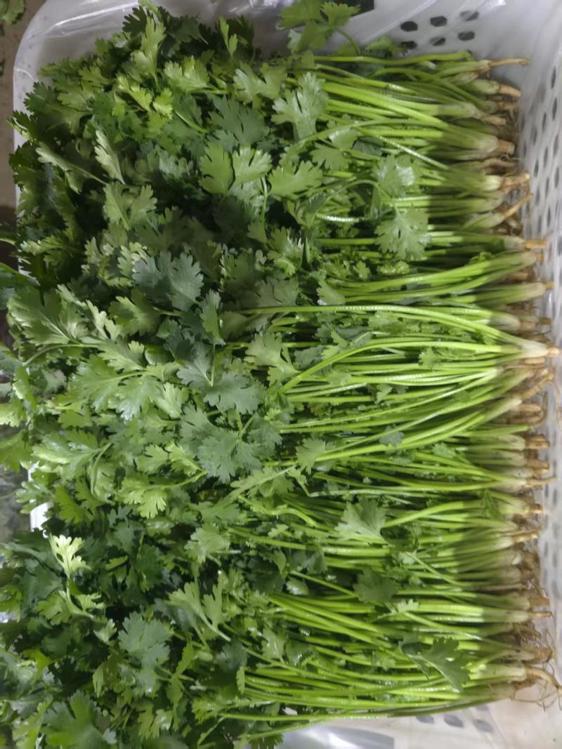 河北唐山铁杆青香菜新鲜上市可视频看货欢迎来电