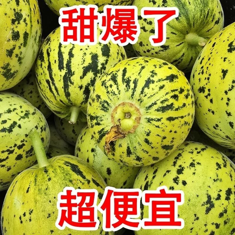 河北青县精品花蕾甜瓜羊角蜜等欢迎全国客户联系