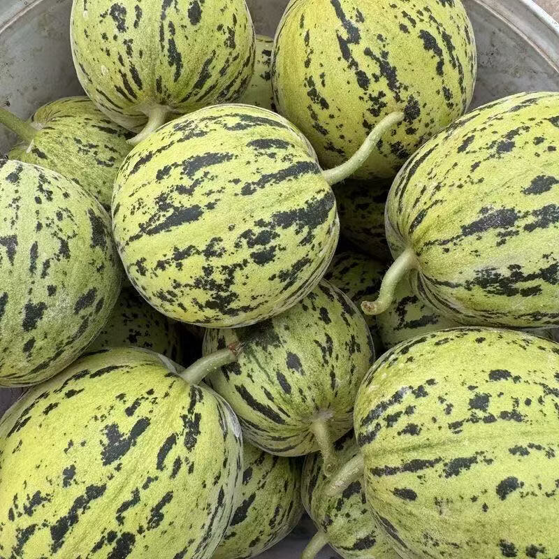河北青县精品花蕾甜瓜羊角蜜等欢迎全国客户联系