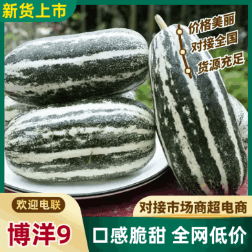 河北唐山博洋9号甜瓜2026热卖中各种精品甜瓜大量供应