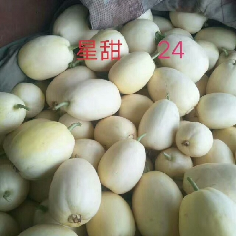 【荐】星甜24博洋甜瓜绿宝羊角蜜产地直发大量供应