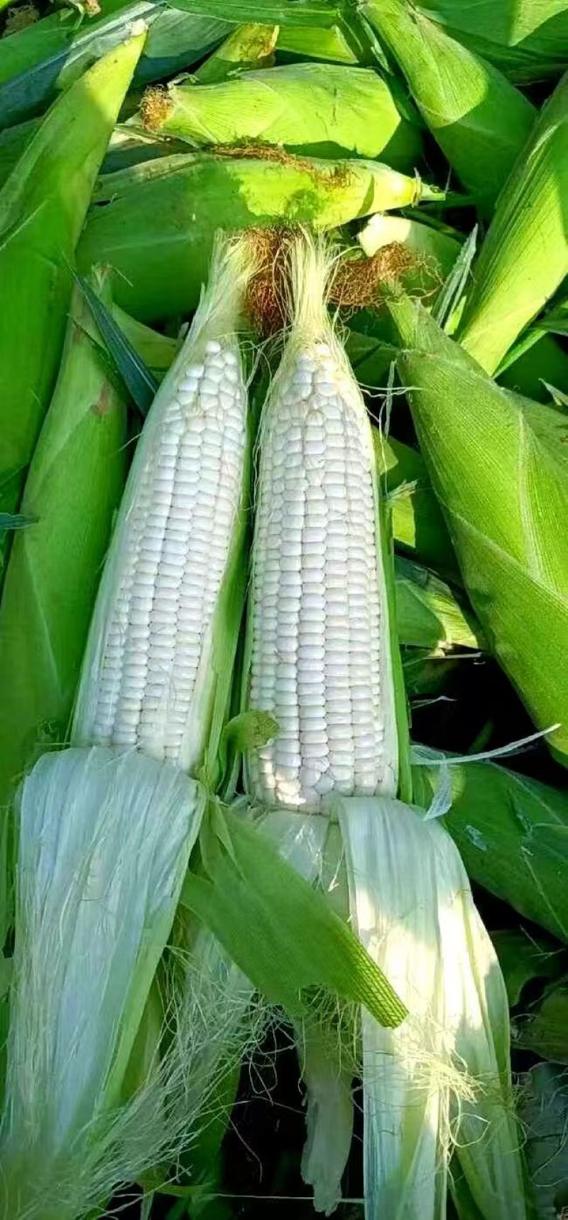 精品白糯玉米，大量新鲜现货速发，保质保量欢迎选购