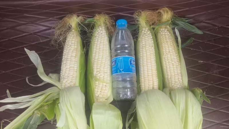 精品白糯玉米，大量新鲜现货速发，保质保量欢迎选购
