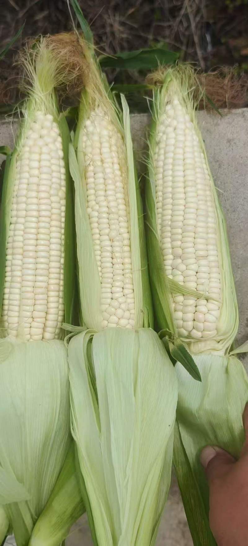 精品白糯玉米，大量新鲜现货速发，保质保量欢迎选购