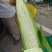 精品白糯玉米，大量新鲜现货速发，保质保量欢迎选购