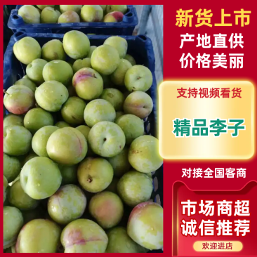 河北晋州精品甜李子几十万斤可对接全国市场商超电商等