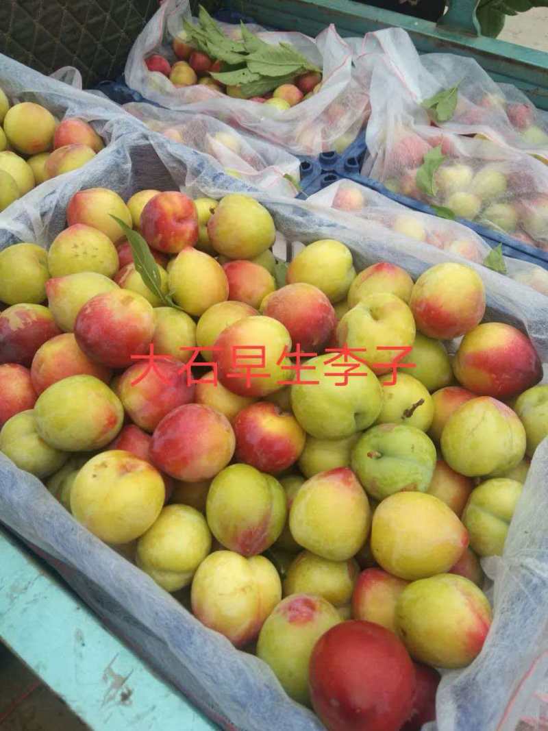 河北晋州精品甜李子，雪花李子，西瓜李，牛心李，红岗风李子