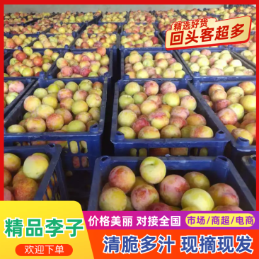 河北晋州精品甜李子，雪花李子，西瓜李，牛心李，红岗风李子