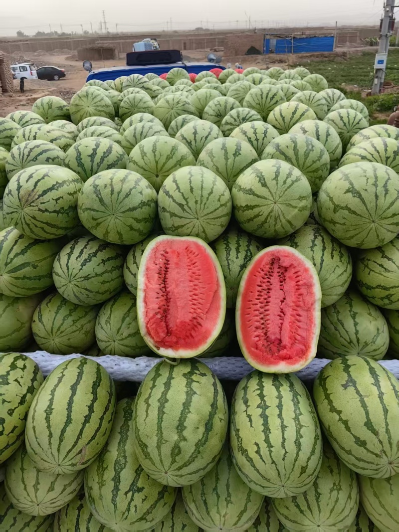 新疆昌吉精品甜王西瓜产地直发量大从优货源充足