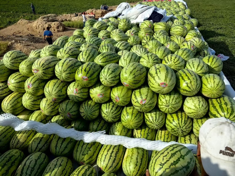 新疆昌吉精品甜王西瓜产地直发量大从优货源充足