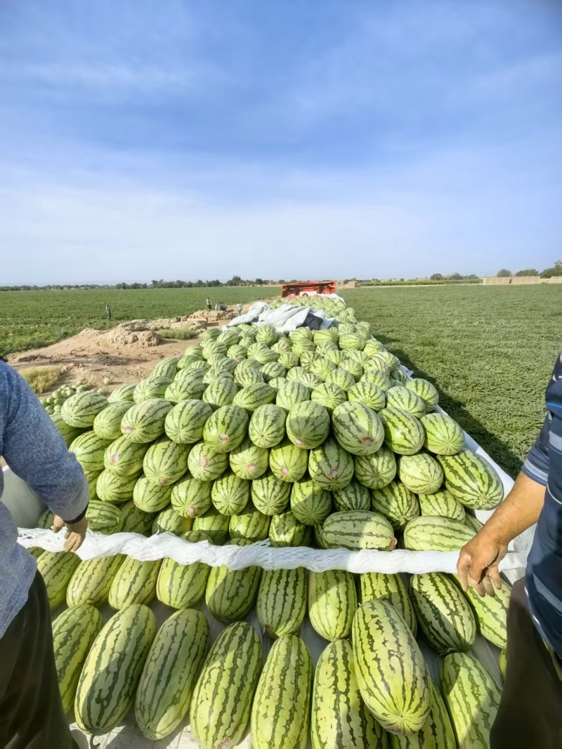 新疆昌吉精品甜王西瓜产地直发量大从优货源充足
