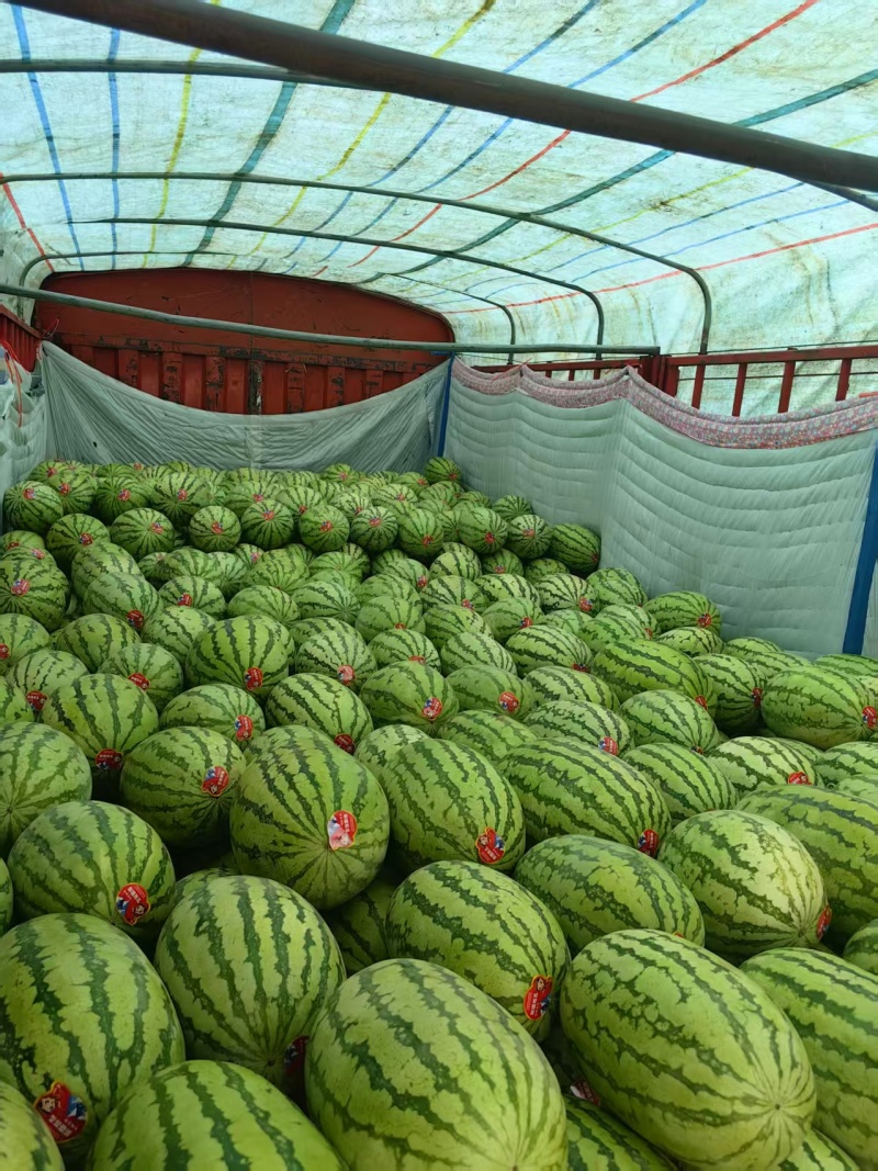 新疆昌吉精品甜王西瓜产地直发量大从优货源充足