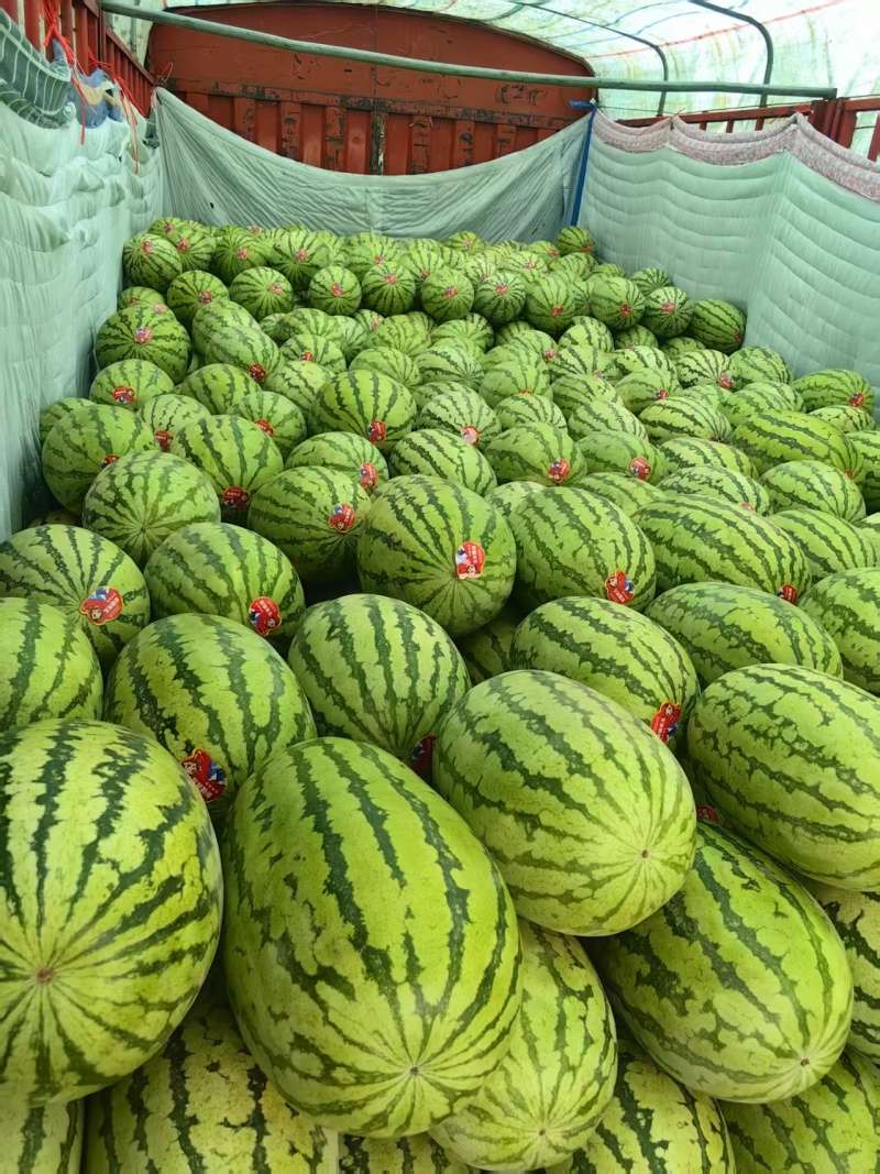 新疆昌吉精品甜王西瓜产地直发量大从优货源充足