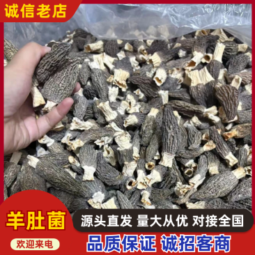 精品羊肚菌基地一手货源全国供应可视频看货保质量