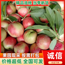 中油13号桃，非常漂亮！量大从优